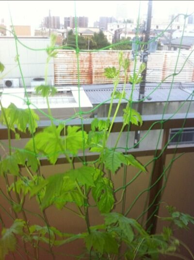 緑のカーテンの写真