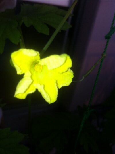 花がの写真