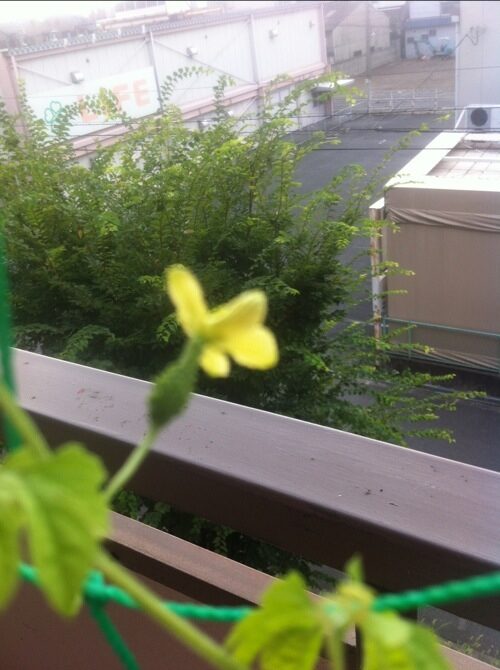ゴーヤの写真